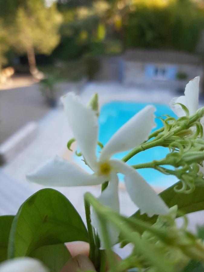 La Villa Jasmin Montauroux Exteriör bild